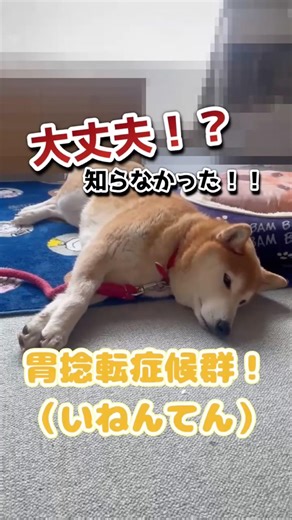 犬がなりやすい病気、胃捻転って知ってます？ #柴犬 #shorts #犬 #犬のいる暮らし #shibainu #保護犬 #愛犬 #胃捻転 #ドッグトレーナー