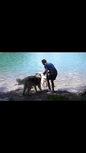 41K views · 1.9K reactions | Alaskan Malamute Adventure on Reels | Facebook