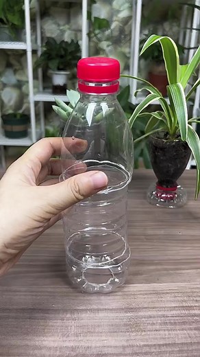 Creative Plastic Bottle Gardening with Spider Plants