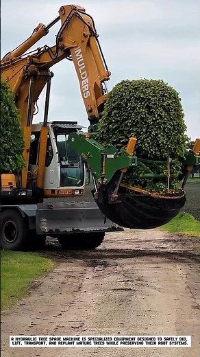 How Giant Trees Are Moved Without Damaging Their Roots