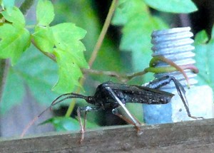 Eco-Friendly Ways to Control Insects in Your Garden