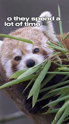 This Red Panda Is Always Eating or Sleeping 😭🐼