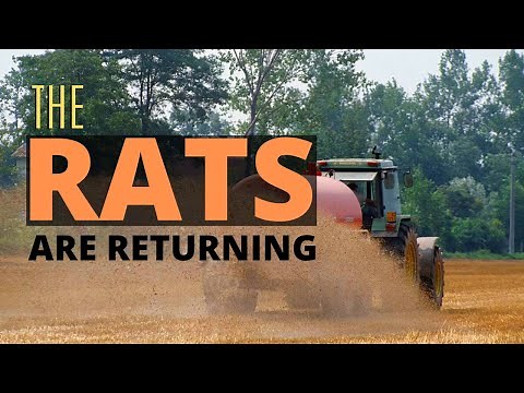 The Rats Are Returning - Air Rifle Pest Control