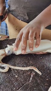 Cuttlefish cutting... | Fillet Magic