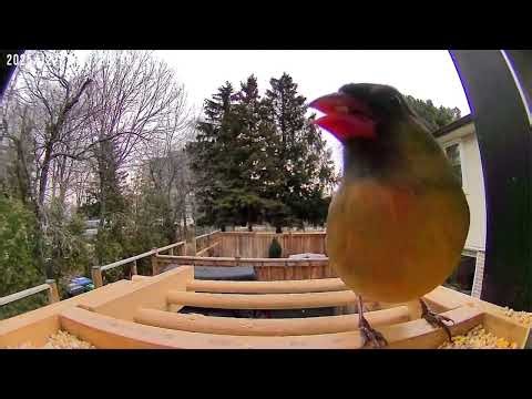 Watching Cardinals Feed in My Backyard