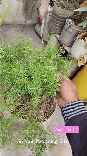 How to Care Asparagus in Winter? | Messy Garden to Green Paradise 🌱 | #shorts #Shortvideo