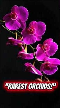 Unbelievable Orchid Species Found in Nature #shortvideo #orchid