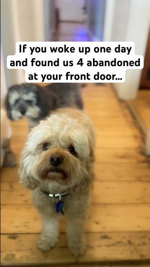 POV: Your found 4 little souls looking for names. Which ones yours? #shorts #cavapoos #cavoodles