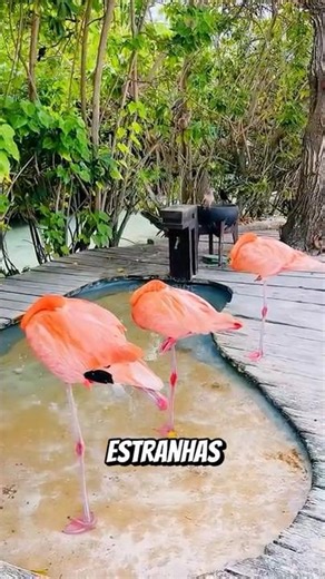 Animals that sleep in strangely bizarre ways! #curiosities #animals