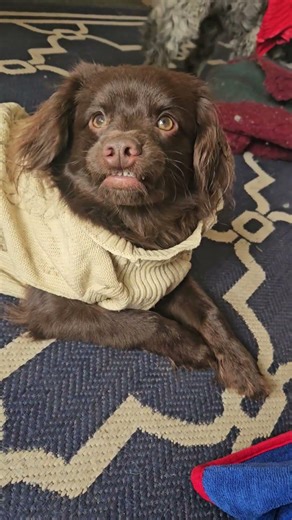 Rolo the Dogfather ⚡️ #curlysangels