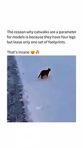 346K views · 2K reactions | Cats are the original supermodels  | Wholesome Pop | Facebook