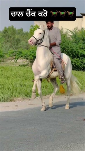 #horse #nukra #punjab #punjabsingaar #puskar #israel #iran #usa #war #viralvideo #youtube #trending