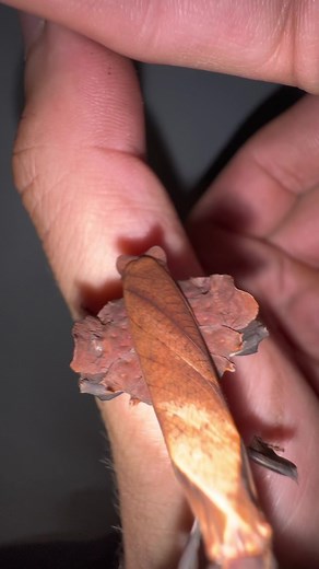 This is one my female ghost mantises (Phyllocrania paradox’s) I was gifted by @kf_invertebrates.This species is quite amazing and great beginner mantis as they are pretty hardy. But sadly as with most mantids they live about a year. -#ghostmantis #mantis #prayingmantis #phyllocraniaparadoxa #insectsofinstagram #mantids #insects #insect #macro #entomology #prayingmantisofinstagram #mantisofinstagram #bug #bugs #insectphotography #mantidsofinstagram #mantodea #macrophotography #orchidmantis #bugso