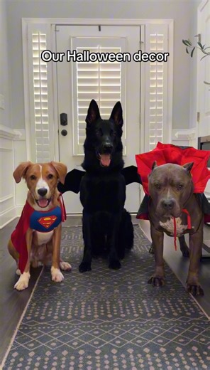 55K views · 2.5K reactions | My dogs want to show you our Halloween decor | My Dogs Dope | Facebook