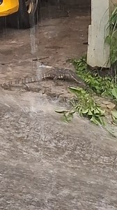 When it rains heavily there is a monitor lizard in front of my house #lizard #reptiles ##biawak | Babies and Families