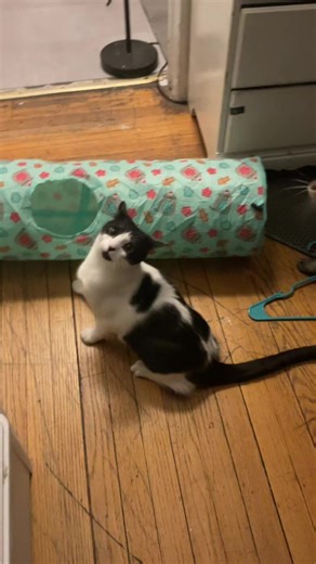 Jumping Cats: The Cutest Funny Moments