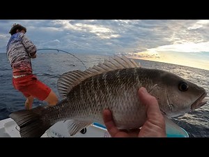 How to Catch Mangrove Snapper - Anna Maria Island, Florida