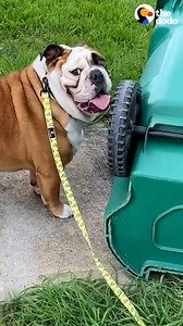 9.6M views · 151K reactions | This bulldog can't stop knocking over his neighbors' garbage cans  | The Dodo | Facebook