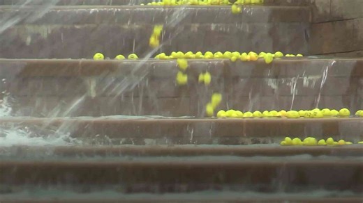 Crowds go quackers at Easter duck race
