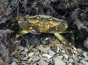 Shore crab | The Wildlife Trusts