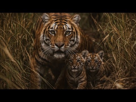 A Tigress vs Jungle Dogs | A Mother’s Fight to Save Her Cubs