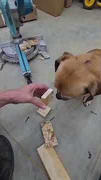 Minion helps modify his camera Part 2 #narrowayhomestead #theoneandonlyminion #camera #prototype