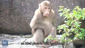 179K views · 2.8K reactions | Monkeying around... Visit the Wuyi Mountains in SE China's Fujian and meet wild macaques | Xinhua Culture&Travel | Facebook