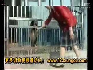 训练大白熊犬 怎么训练大白熊