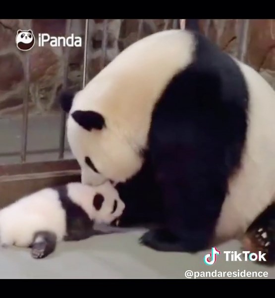 Adorable Panda Reunited: Heartwarming Moments