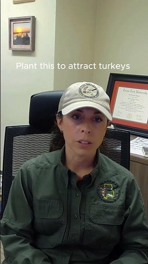Want to know more about how to attract turkeys to your land? Watch our full podcast.