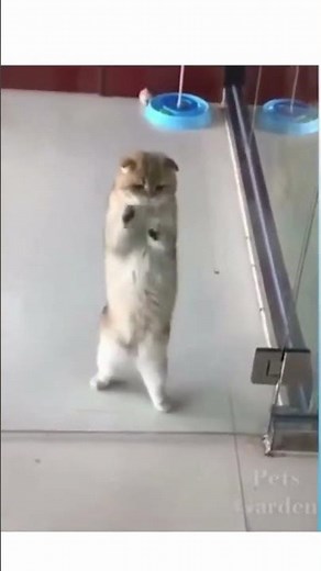 Funny Cat Dancing