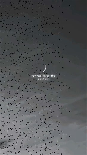 Daylight - David Kushner | lyrics | aesthetic | whatsapp status | english songs | slowed #lyrics