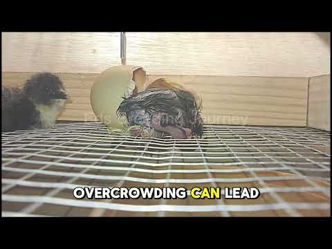 Egg Incubation TIPS!