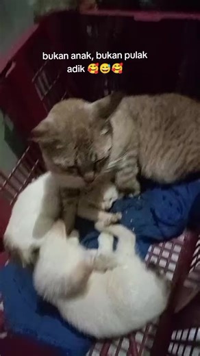 #fypppppppppppppppppppppppppp #anakkucing #catlovers #viral?videotiktok😇😇