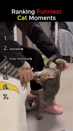 Ranking Funniest Cat Moments!
