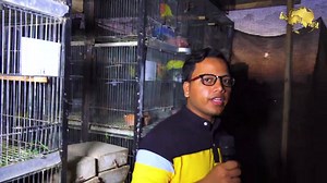 20K views · 1.4K reactions | Exotic Parrots Love Birds Mutation Birds at Haris Memon Setup 9-5-2023 Karachi | Jamshed Asmi Informative vlogs | Facebook