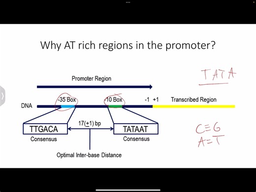 Transcription & Regulation (lac operon) - 转录及调节