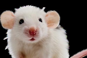 Jeremy's Escape - Free Addicting Game ★★★★★