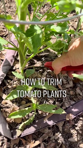 How to Trim Tomato Plants for Healthy Growth