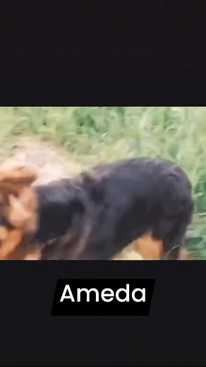 Top Producer Beautiful Long Hair Male Import In India 🏆🏆#Ameda 🏆🏆 Best Owner Krishan Yadav Ashik Ali Available For Stud 👆🏻@highlight | Naresh KhanDelwal