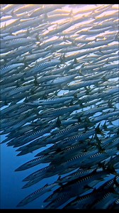 438K views · 4.2K reactions | school of barracuda in motion. #keepdiving #adventuredive #oceanlife #scubadiving #underwaterworld | Long Journey | Facebook