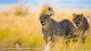 Another great ULTRA-telephoto zoom lens option for Sony and FUJIFILM mirrorless! Our design team crafted the 150-500mm F/5-6.7 Di III VC VXD lens with major emphasis on image quality & superb performance in a compact design. Learn More: https://bit.ly/3gQMgZJ BONUS: Save up to $200 USD / $300 CAD on this lens through 05.28 | Tamron Americas