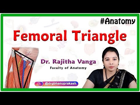 Anatomy of the Femoral Triangle : Boundaries, Contents and Clinical aspects