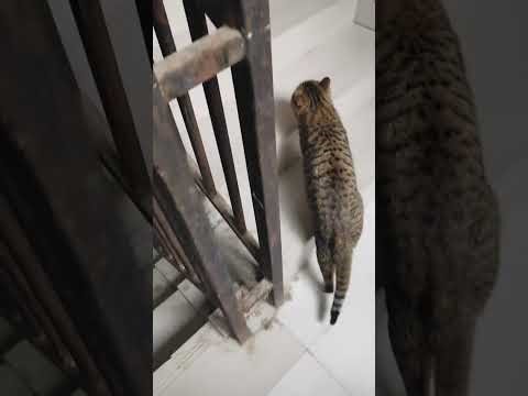 Homecoming Surprise: A Cat's Encounter with a Little One