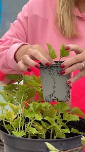 Why we take pelargonium cuttings 🌱👇🏼 As we transition into autumn, it’s the ideal time to take pelargonium cuttings if you want to enjoy even more of these stunning blooms and their fragrant foliage next year! Not only can you multiply your stock for free, but taking cuttings now is also a great way to protect your pelargoniums from the impending cold months. Here’s everything you need to know: 💡 Why Take Cuttings Now? Pelargoniums, also known as geraniums, are not frost-hardy and can strugg