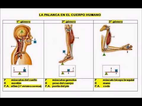 Palancas del cuerpo humano