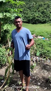 Picking fresh sweet corn🌽harvest time is what really makes farmers happy❤️❤️❤️ #fbreelsfypシ゚viralシ #fbviralreels #reelsfacebook #fyp #goodvibes | Reagan Enerlan Piano