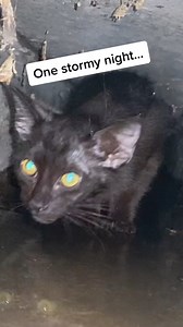 106K views · 3.4K reactions | This is how I rescued my cat Jiji! | Soul Divine | Facebook