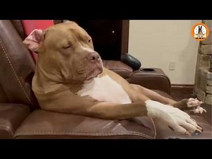 My Husband Lost His Soul Dog…Then This Rescue Changed Everything