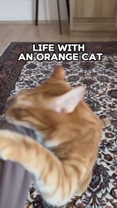 12K views · 338 reactions | Just Ginger Cats on Reels | Facebook